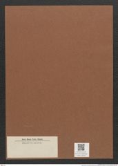 Diatomeae indet. Zeichnungen Sammlung Grunow Mappe 02327 (Herbarium_W_Grunow_drawings_Folder_02327)